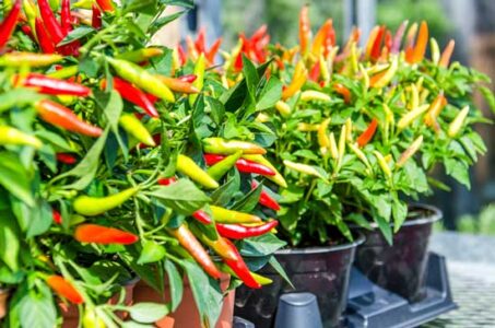 Growing Peppers from Sowing to Harvest Image